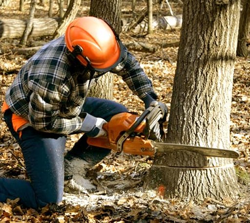 Tree Removal in Tchula, MS